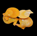 Natural Sea Shells