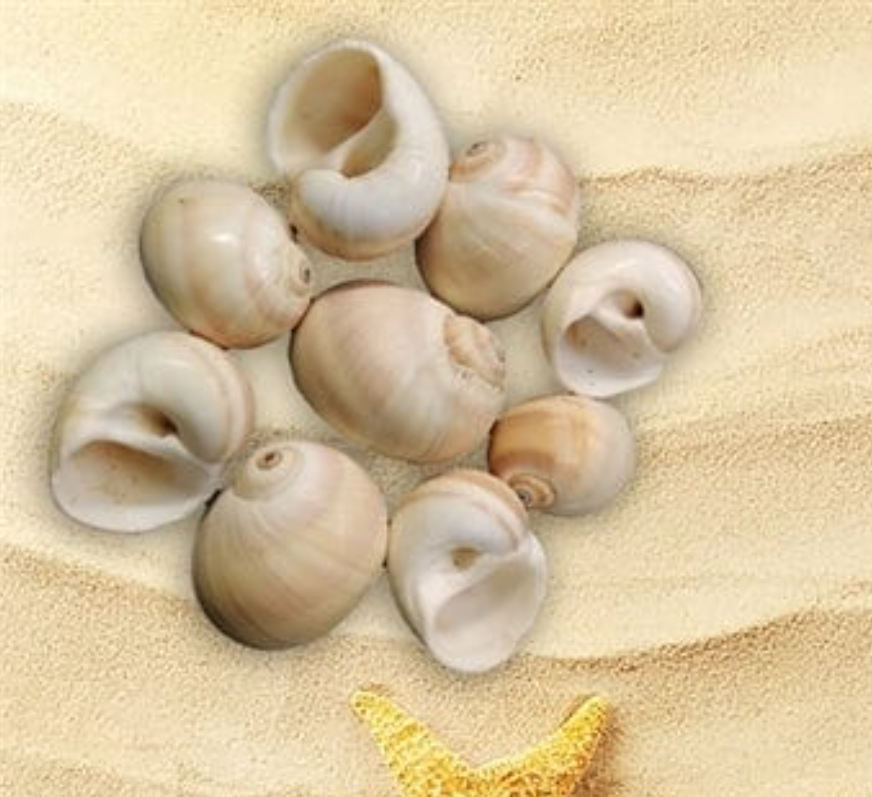 Natural Sea Shells