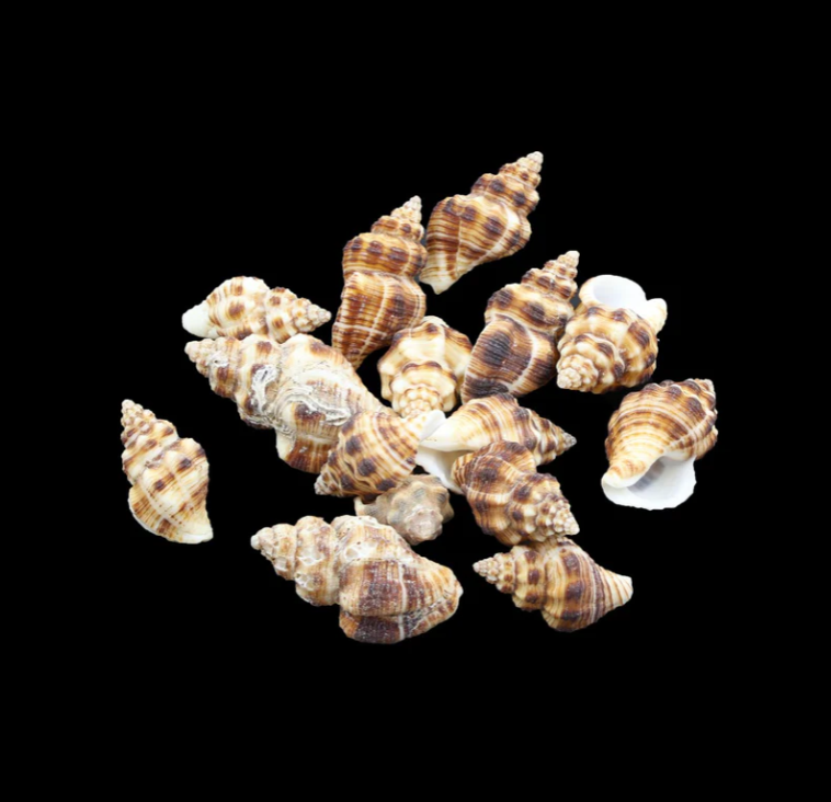 Natural Sea Shells