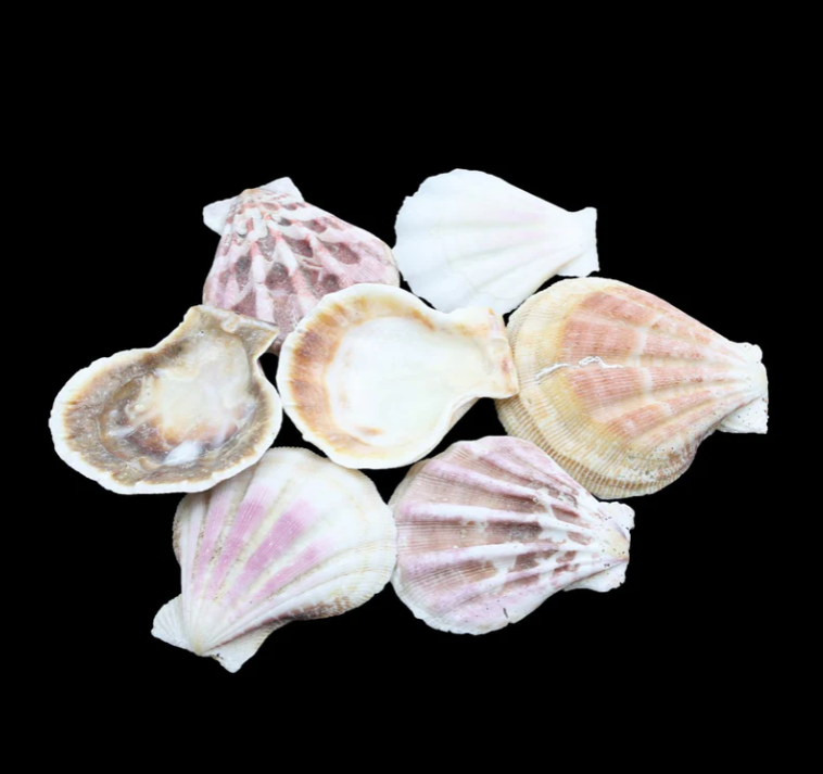Natural Sea Shells