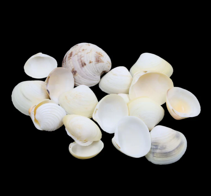 Natural Sea Shells