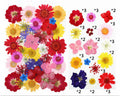 Pressed Flowers